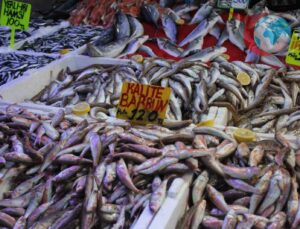 Karadeniz’in Bereketli Hamsi Sezonu: Fakirin Eti Tezgâhlarda Yerini Aldı