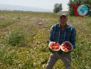 Karpuz Üreticisi Mağduriyet Yaşadı: “Sözleşmeli Üretim Yapıyoruz, Yine de Zarar Ediyoruz”