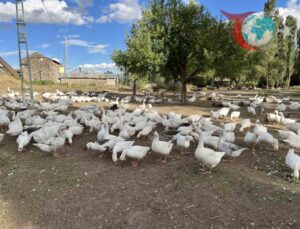 Kars Kaz Eti Üretimi: Kış Hazırlıkları ve Yükselen Fiyatlar