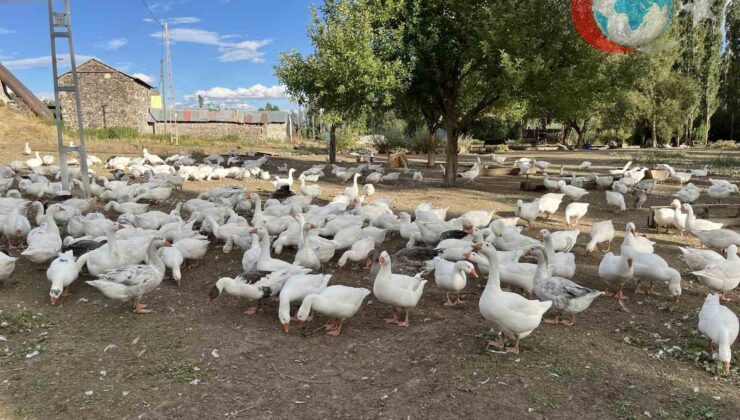 Kars Kaz Eti Üretimi: Kış Hazırlıkları ve Yükselen Fiyatlar