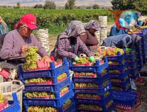 Manisa Sarıgöl’de Üzüm Hasadının Yoğun Mesaisi Devam Ediyor