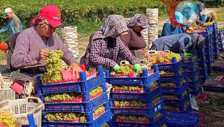 Manisa Sarıgöl’de Üzüm Hasadının Yoğun Mesaisi Devam Ediyor
