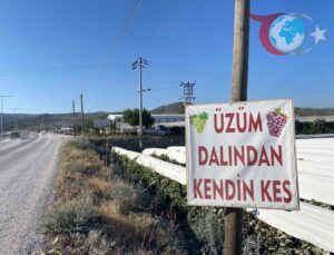 Manisa’da ‘Kendin Topla’ Uygulamasıyla Doğrudan Üretici-Tüketici Buluşması