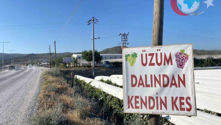 Manisa’da ‘Kendin Topla’ Uygulamasıyla Doğrudan Üretici-Tüketici Buluşması