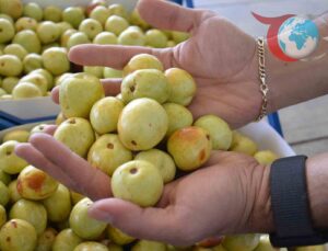 Manisa’nın Hünnap Hasadı Başladı: 60 Bin Fidanla Üretim Artıyor