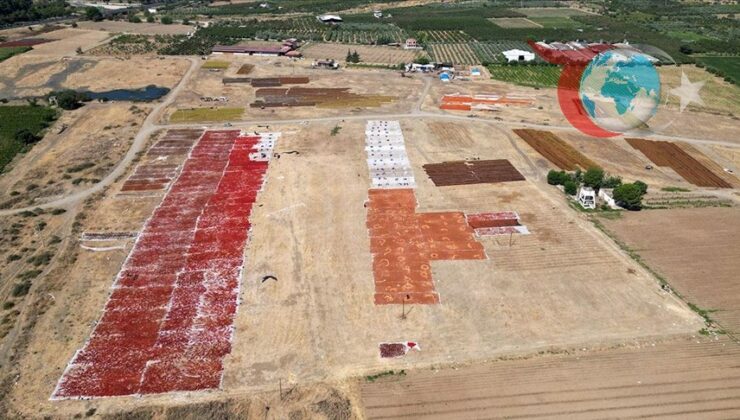 Manisa’nın Ovasında Üzümden Domatese Kurutma Hareketliliği