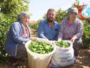 Manisa’nın Tarihi Emcelli Biberleri Yok Olma Tehlikesiyle Karşı Karşıya