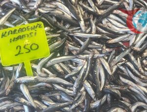 Muğla’da Karadeniz Hamsisi Tezgahlarda Yükselişte