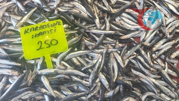 Muğla’da Karadeniz Hamsisi Tezgahlarda Yükselişte
