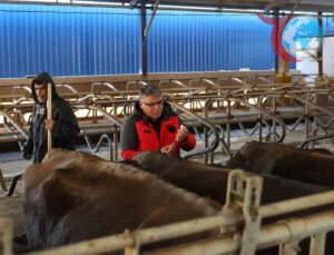 Muğla’da Şap Hastalığına Karşı Yoğun Aşılama Kampanyası Başlatıldı