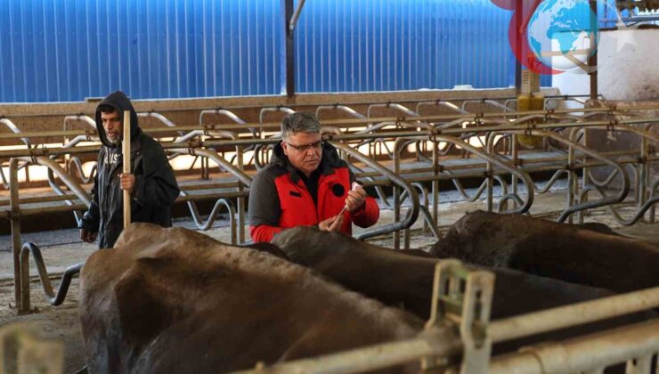 Muğla’da Şap Hastalığına Karşı Yoğun Aşılama Kampanyası Başlatıldı