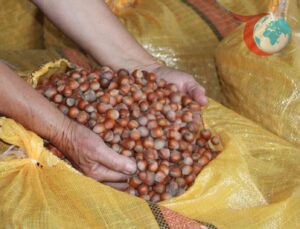 Ordu’da Fındık Üreticileri Yüksek Fiyat Beklentisiyle Hasatlarını Saklıyor