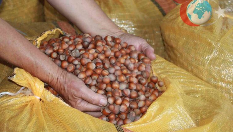 Ordu’da Fındık Üreticileri Yüksek Fiyat Beklentisiyle Hasatlarını Saklıyor