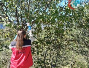 Ordu’nun Kumru İlçesi Kahverengi Kokarca İstilasıyla Mücadele Ediyor