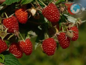 Orhaneli’den Ahududu Başarısı: Dağ Köylerinden Gelen Lezzet