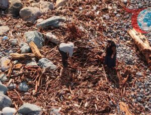 Rize’de Yağışların Ardından Sahile Vuran Odunlar Halkın Yüzünü Güldürdü