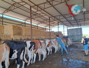 Şap Hastalığı Tedbirleri: Aydın’da 14 Mahalle Karantinada