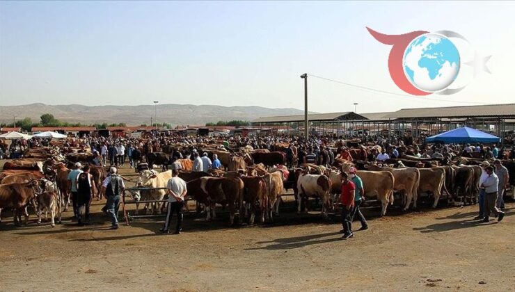 Şap Hastalığına Karşı Aşılama ile Hayvan Pazarları Yeniden Açılıyor