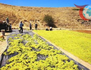 Sarıgöl’de Üzüm Üreticileri Kurutmaya Yöneliyor