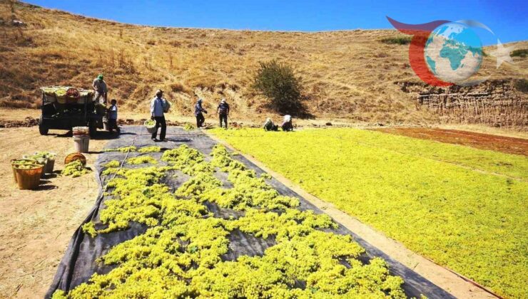 Sarıgöl’de Üzüm Üreticileri Kurutmaya Yöneliyor