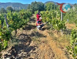 Simav’da Bağcılıkta Sağlıklı Ürün İçin Üzüm Survey Çalışmaları Sürüyor