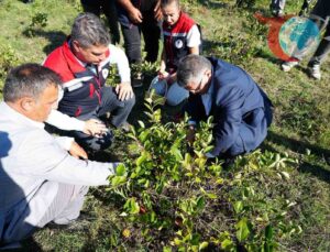 Sinop’ta Aronya Hasadı Başladı: ‘Süper Meyve’ Ekonomiye Katkı Sağlıyor