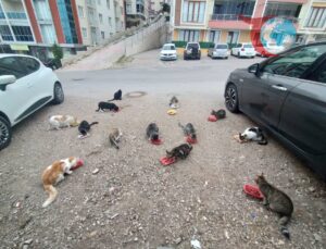 Sinop’ta Kalpleri Isıtan Hayvansever: Kenan Aral’ın Kedilere Olan Sevgisi