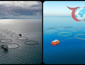 Tarım, Ormancılık ve Balıkçılık Sektöründe Çarpıcı Büyüme