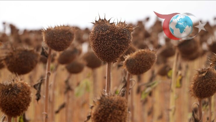 Tarımda Yeni Dönem: Kuraklıkla Mücadelede Toprak İşlemesinde Devrim
