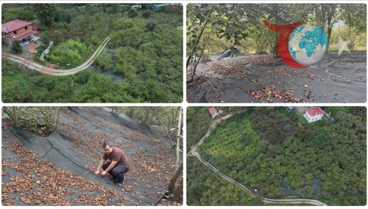 Trabzon’da Fındık Hasadında Yenilik: File Örtüyle Verim Artışı