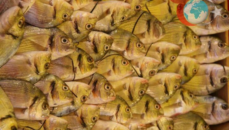 Türkiye’nin Su Ürünleri Sektöründe Güvenilir Protein Kaynağı: Su Ürünleri Yetiştiriciliği