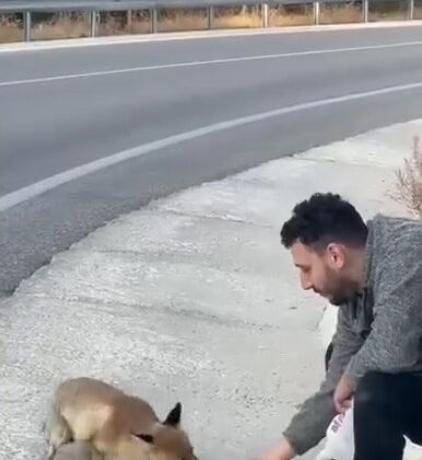 Uludağ Yolunda Tilkiyle Unutulmaz Bir Karşılaşma