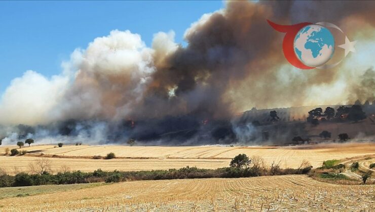 Zeytinlik Yangını Ormana Sıçradı: Ekipler Seferber Oldu