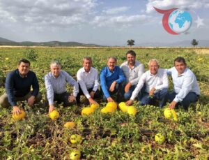 Acıpayam Kavunu Coğrafi İşaretle Tescillendi: Üretici ve Tüketici Memnuniyeti Zirvede