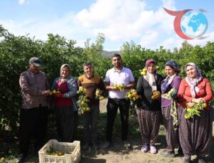 Adana’da Mandalina Hasadı: Güncel Fiyatlar ve Üreticinin Durumu