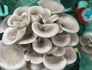 Afyonkarahisar’dan İstiridye Mantarı İhracatına Uzanan Başarı Hikayesi