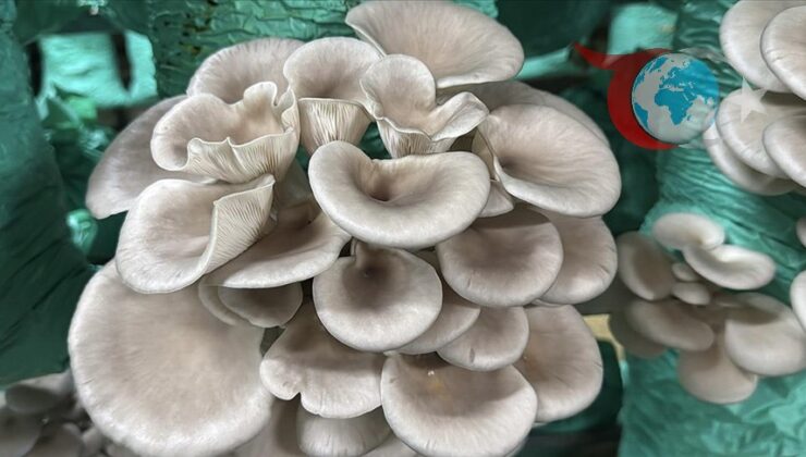 Afyonkarahisar’dan İstiridye Mantarı İhracatına Uzanan Başarı Hikayesi