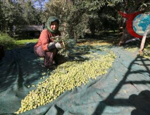 Akhisar’da Zeytin Hasadı Sezonu: Kalite Zirvede