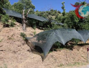 Aydın’da 2025 Don Afeti Sonrası Çiftçilere 50 Milyon TL Destek Verildi