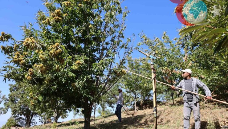 Aydın’da Kestane Hasadı İçin 2025 Yılı İşçi Ücretleri Belirlendi