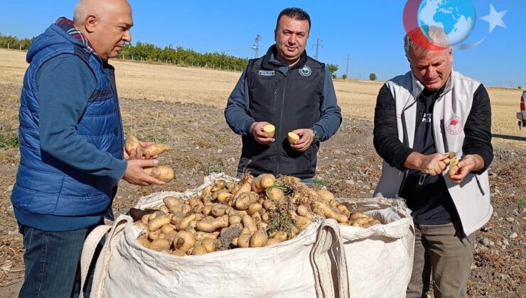 Beyşehir’de Patates Üreticileri Bereketli Bir Sezon Yaşıyor