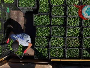 Bodrum Mandalini Üreticileri Destekleniyor: Pazarlama ve Satışta Yeni Adımlar