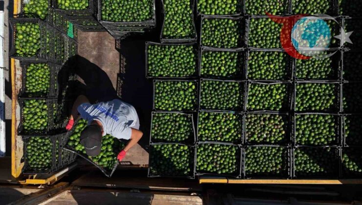Bodrum Mandalini Üreticileri Destekleniyor: Pazarlama ve Satışta Yeni Adımlar