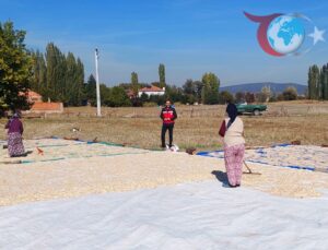 Çavdarhisar’da Çerezlik Kabak Hasadı Başladı: Ağarı Köyü’nden Yeni Sezon Ürünleri