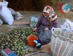 Ceviz Hasadında Son Dönem: Köşk’te Ürün Kalitesi Yüz Güldürüyor