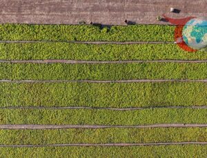 Çiftçilere 349 Milyon Liralık Dev Destek