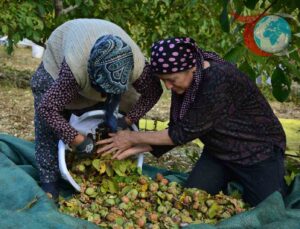 Demirci’de Ceviz Hasadı: Geleneksel Yöntemlerle Modern Tarımın Buluşması