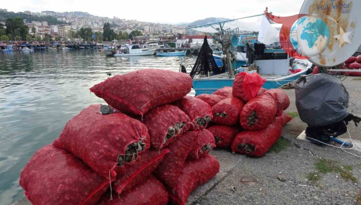 Deniz Salyangozu Avcılığı: Balıkçılar Umduklarını Bulamıyor