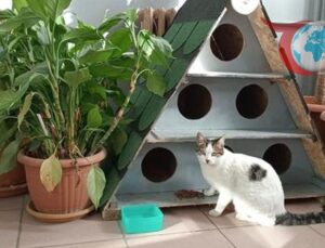 Enerjisa’dan Evcil Hayvanlar İçin Büyük Destek: Sigorta ve Mama Bağışları