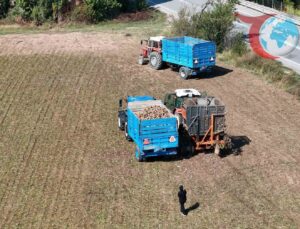 Erzincan’da Şeker Pancarı Hasadı ve Üreticilerin Fiyat Beklentileri